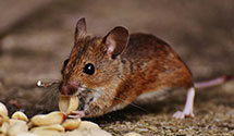 24 Hour & Emergency Exterminators in Tufts Univ, MA